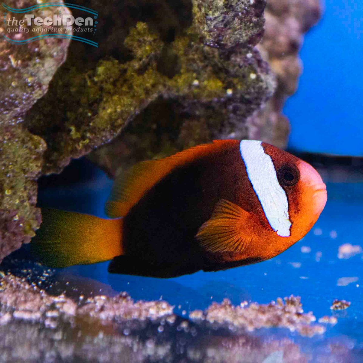 GBR Tomato Clownfish - (No Online Purchases)