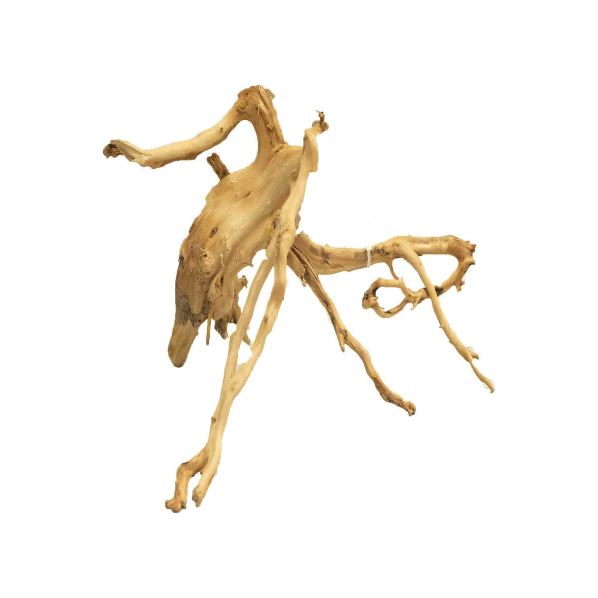 Dalua Gold Forest Wood Medium - In Store Pick Up Only