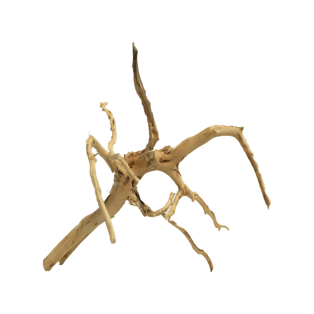 Dalua Gold Forest Wood X-Small - In Store Pick Up Only