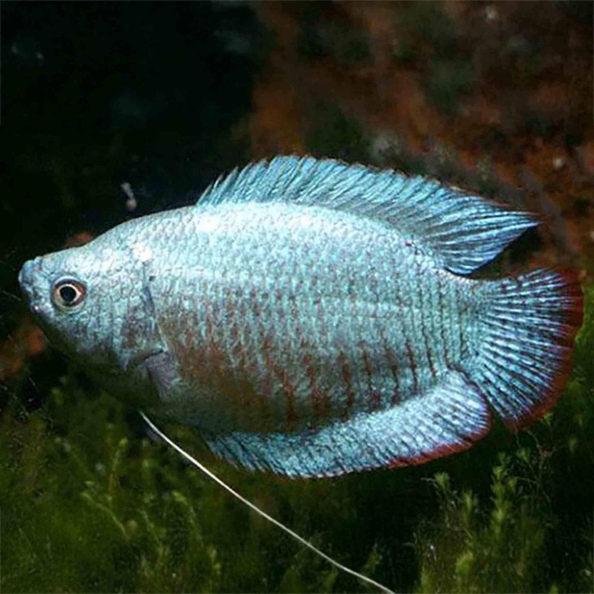 Male Coral Blue Dwarf Gourami - (No Online Purchases)
