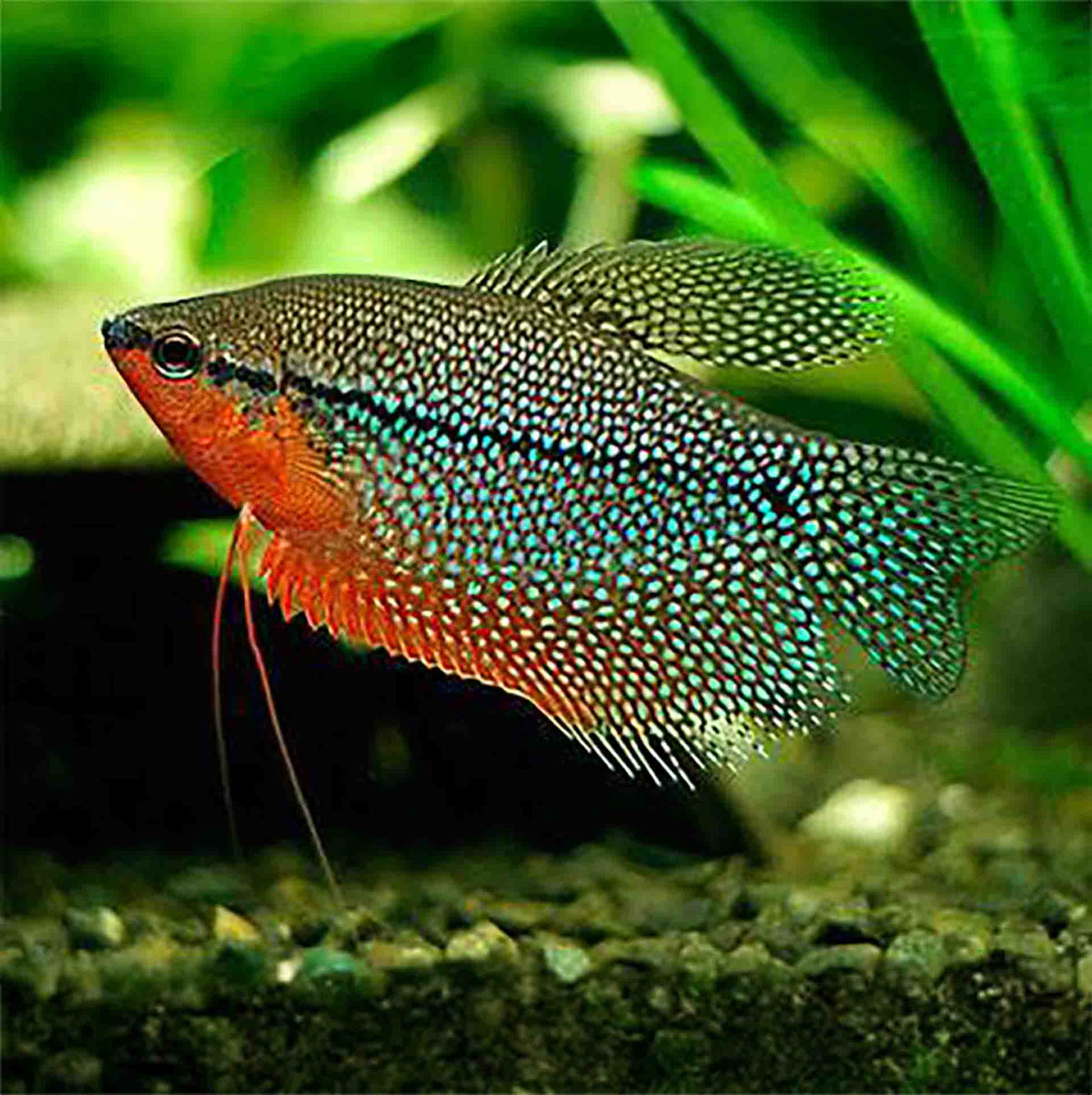 Pearl Gourami 5cm - (No Online Purchases)