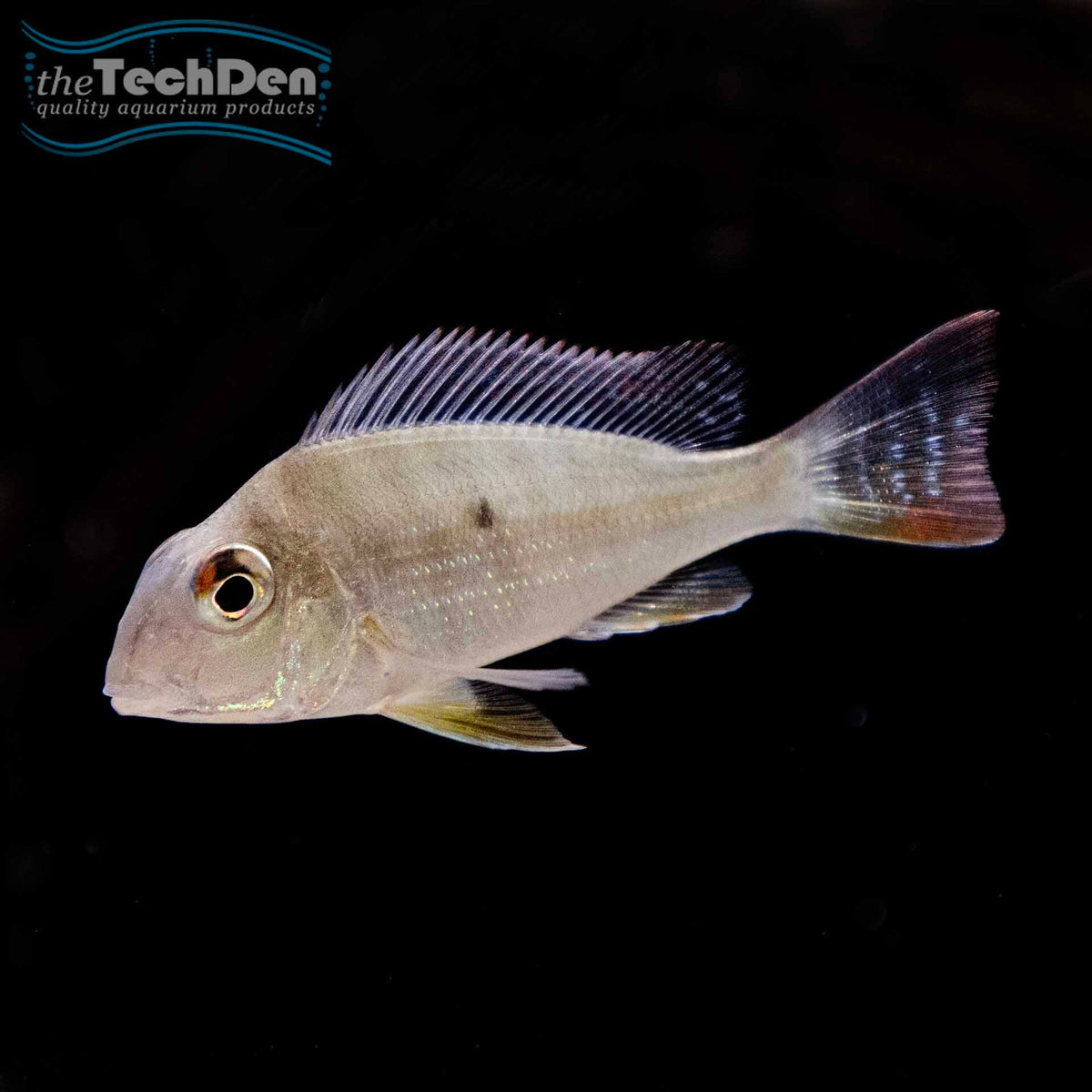 Geophagus altifrons - (No Online Purchases)