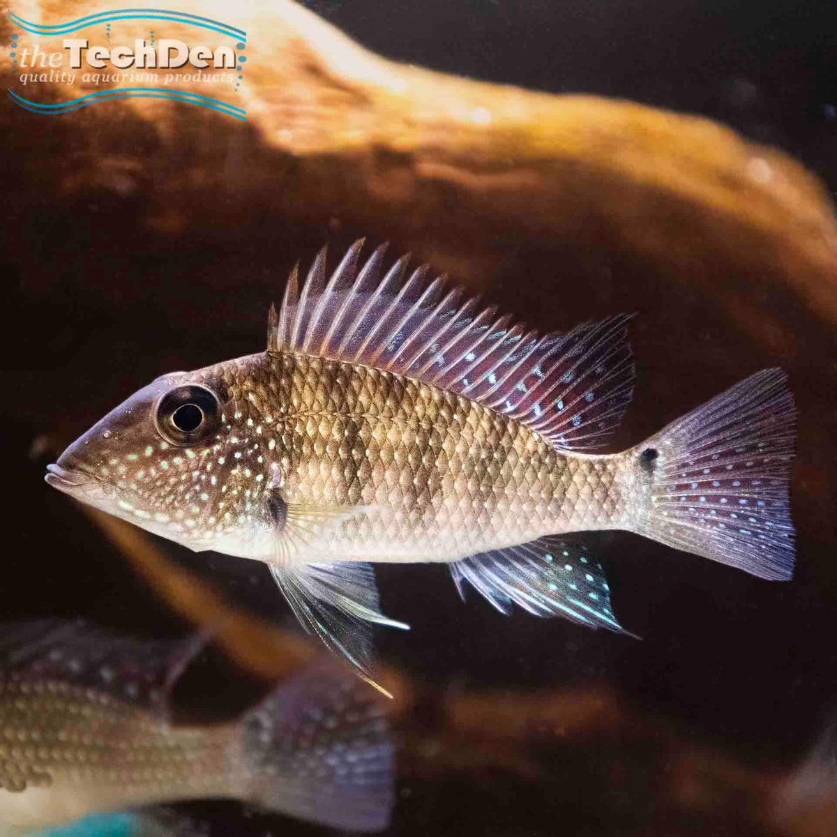 Geophagus jurupari - (No Online Purchases)