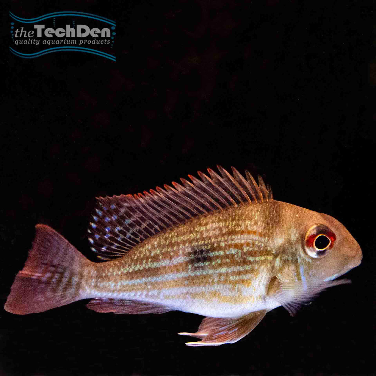 Geophagus surinamensis - (No Online Purchases)