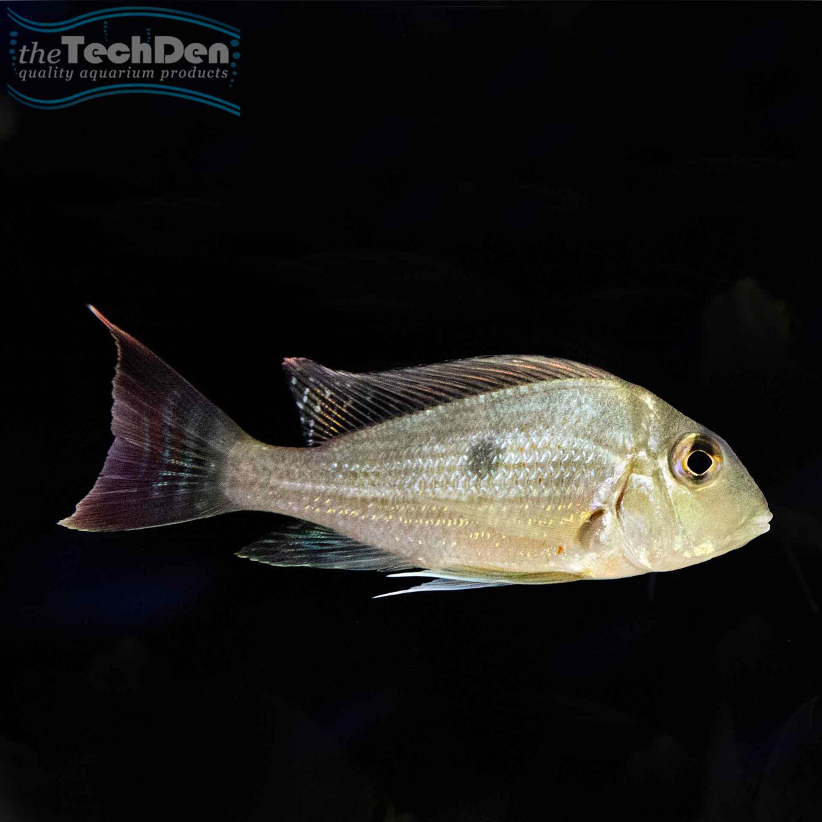 Geophagus sveni- (No Online Purchases)