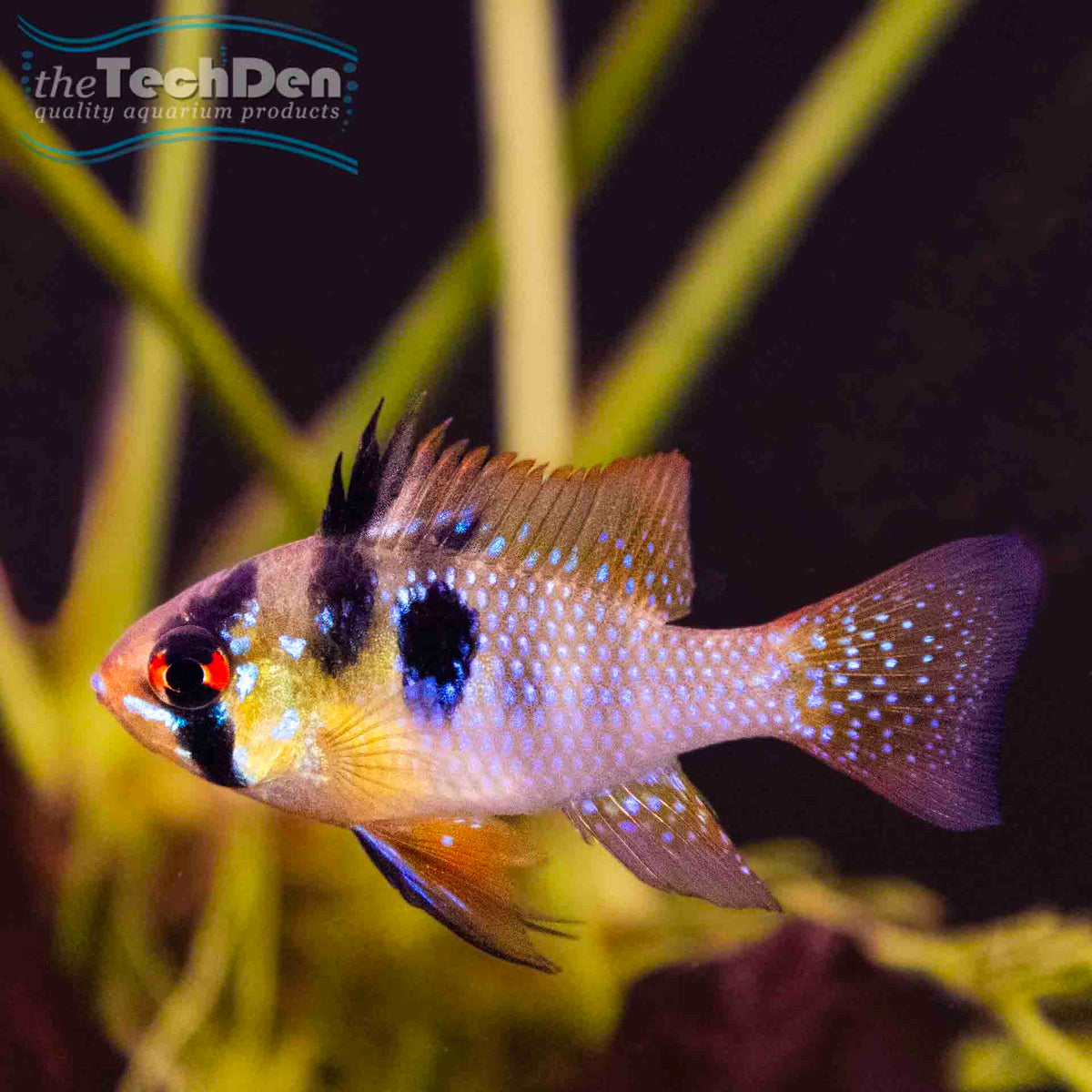 German Blue Ram - (No Online Purchases)