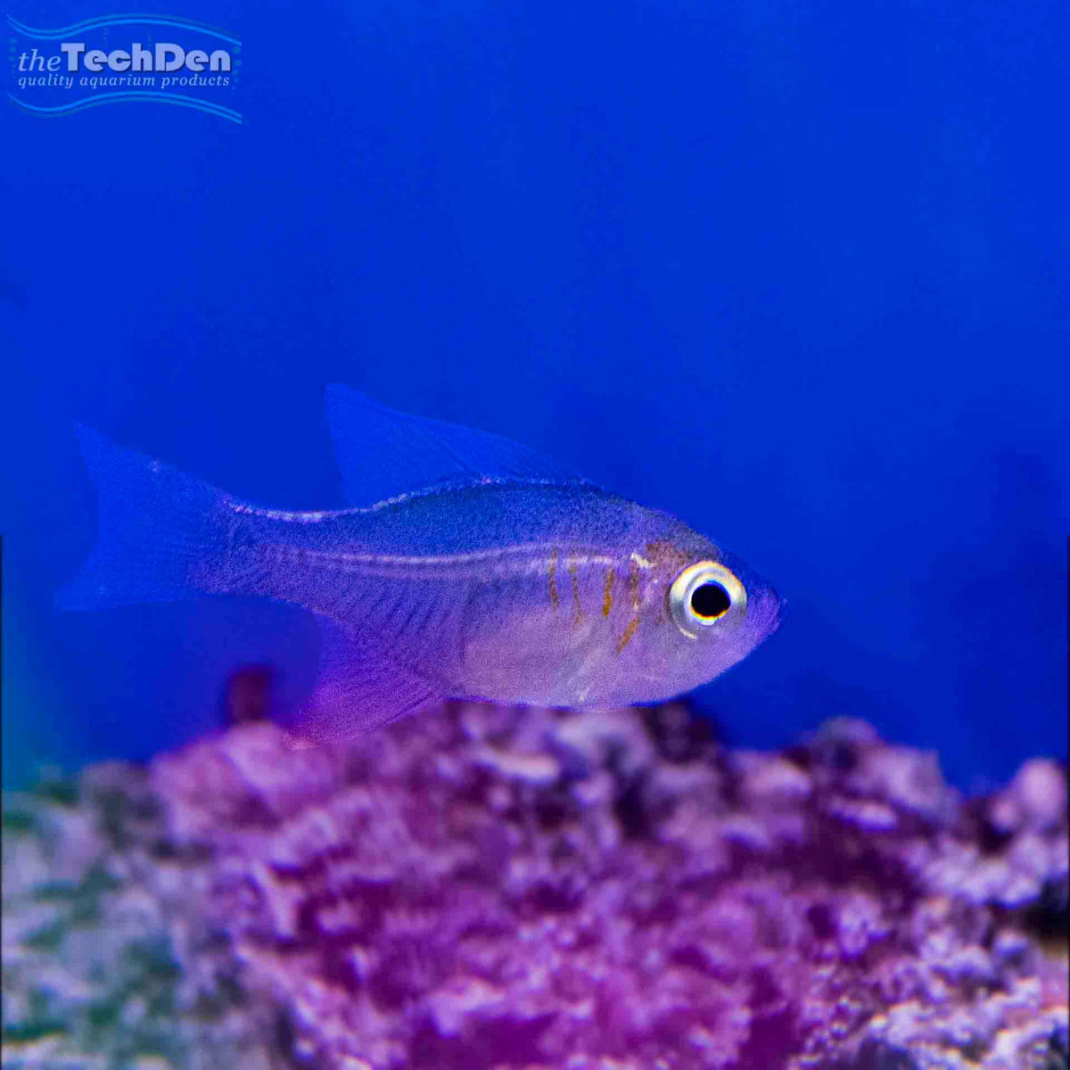 Glass Cardinal Fish - (No Online Purchases)