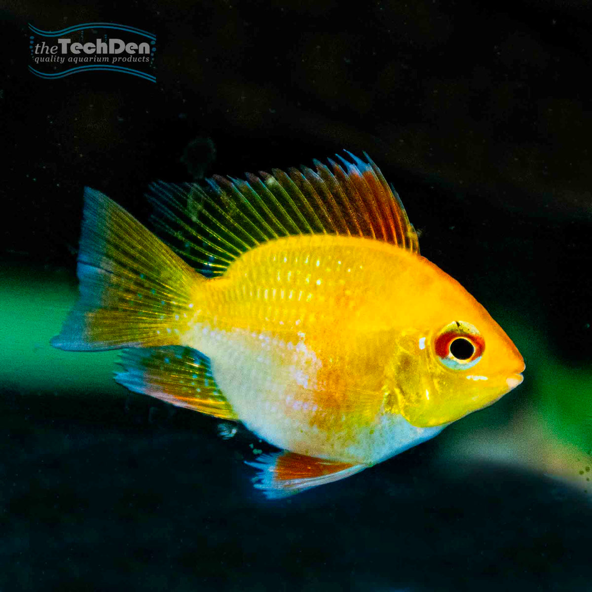 Gold Balloon Ram - (No Online Purchases)