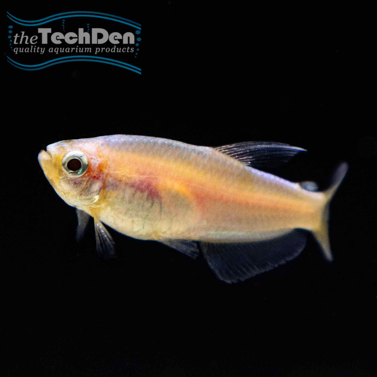 Gold Blue Emperor Tetra - (No Online Purchases)