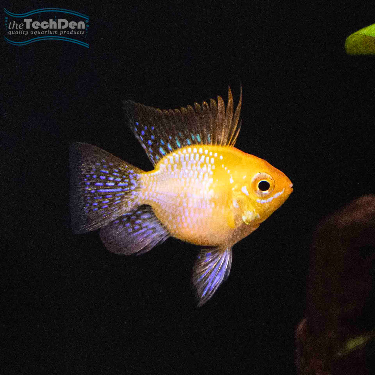 Gold Balloon Ram - (No Online Purchases)
