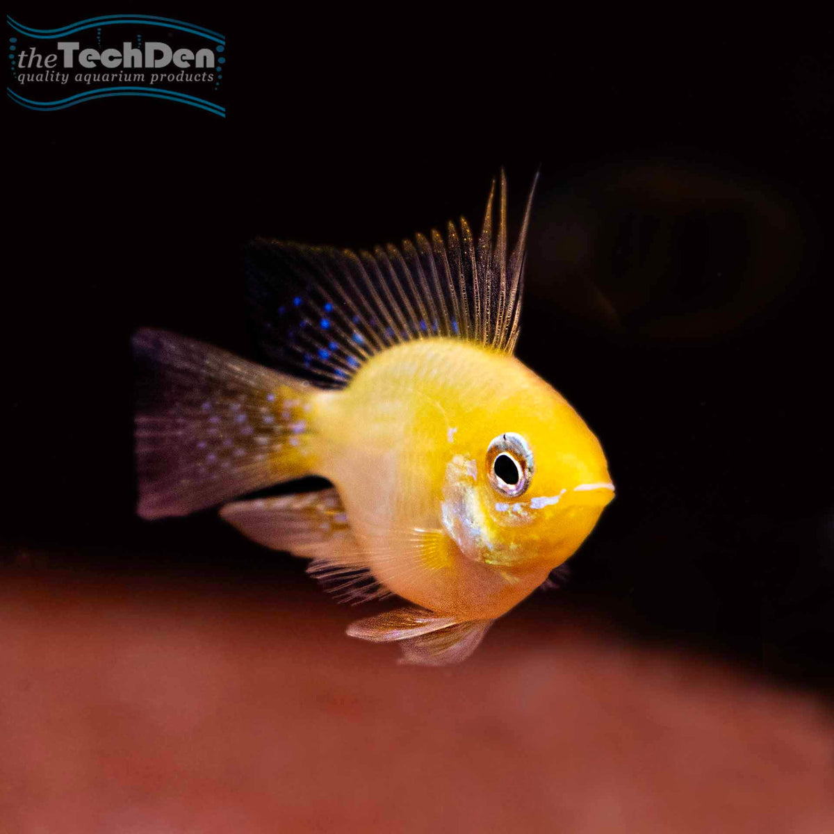 Gold Balloon Ram - (No Online Purchases)