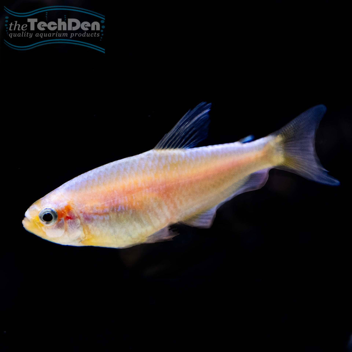 Gold Blue Emperor Tetra - (No Online Purchases)