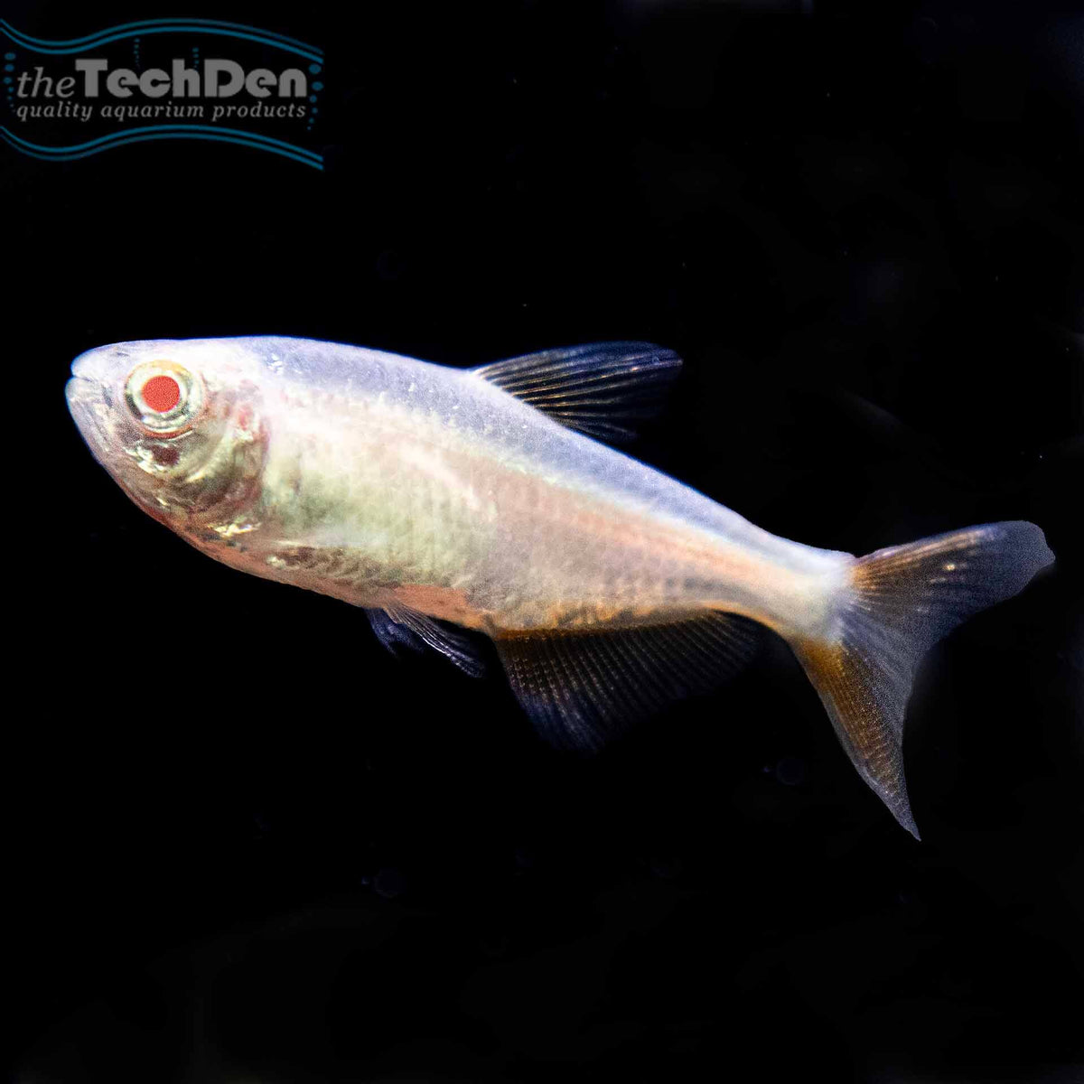 Gold Buenos Aires Tetra - (No Online Purchases)