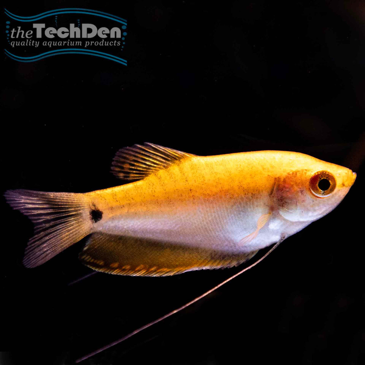 Gold Gourami - (No Online Purchases)