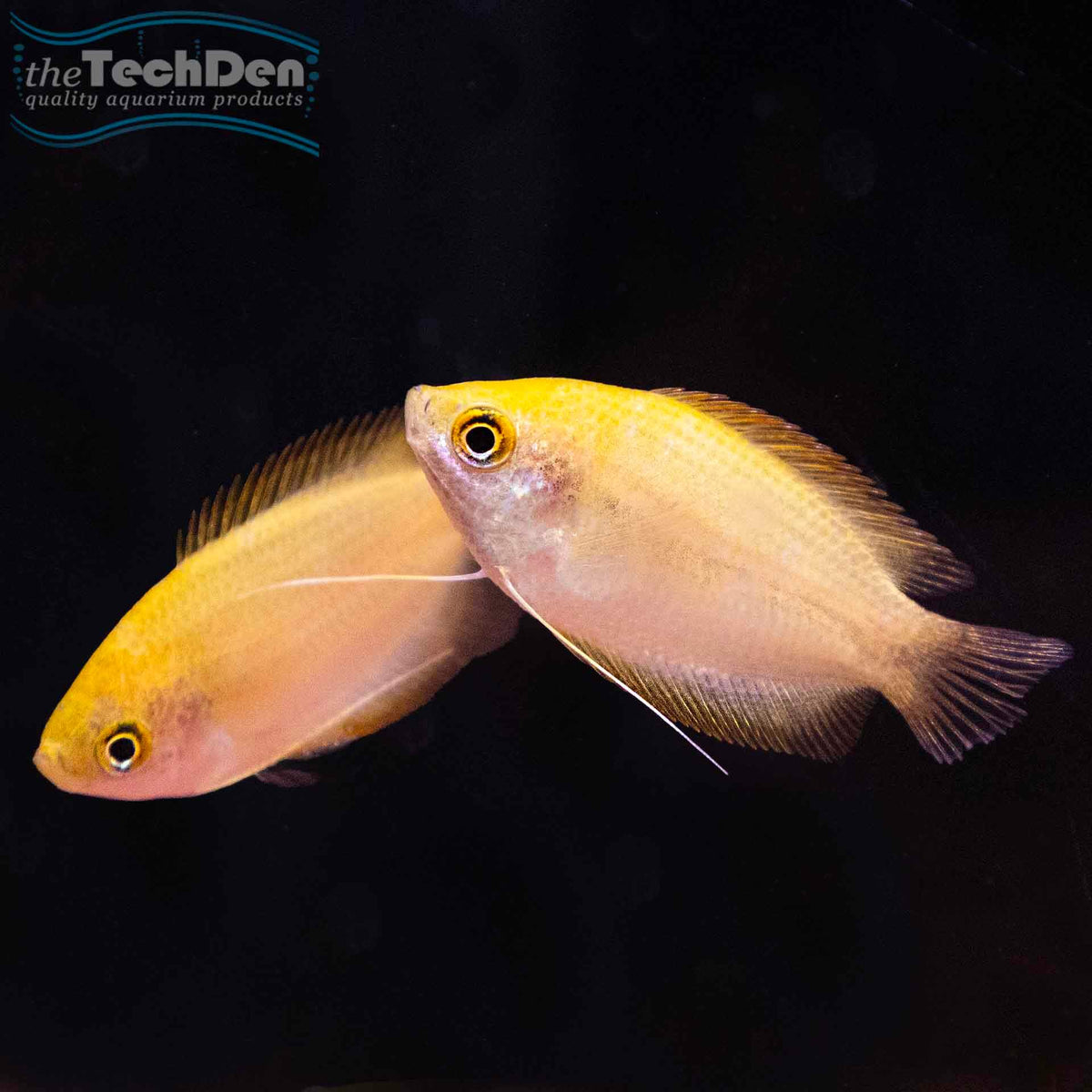 Gold Honey Gourami - (No Online Purchases)