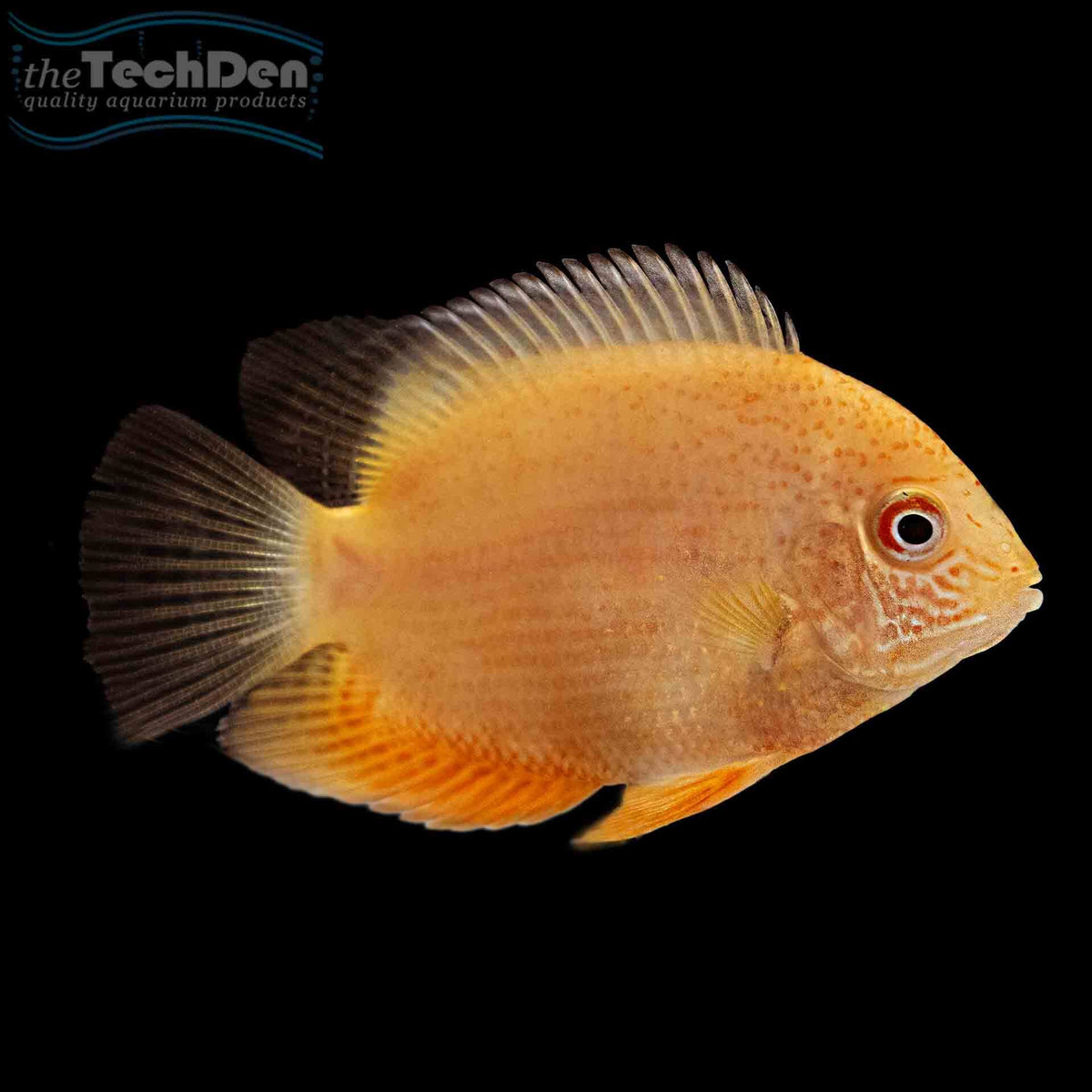 Gold Severum - South American (No Online Purchases)
