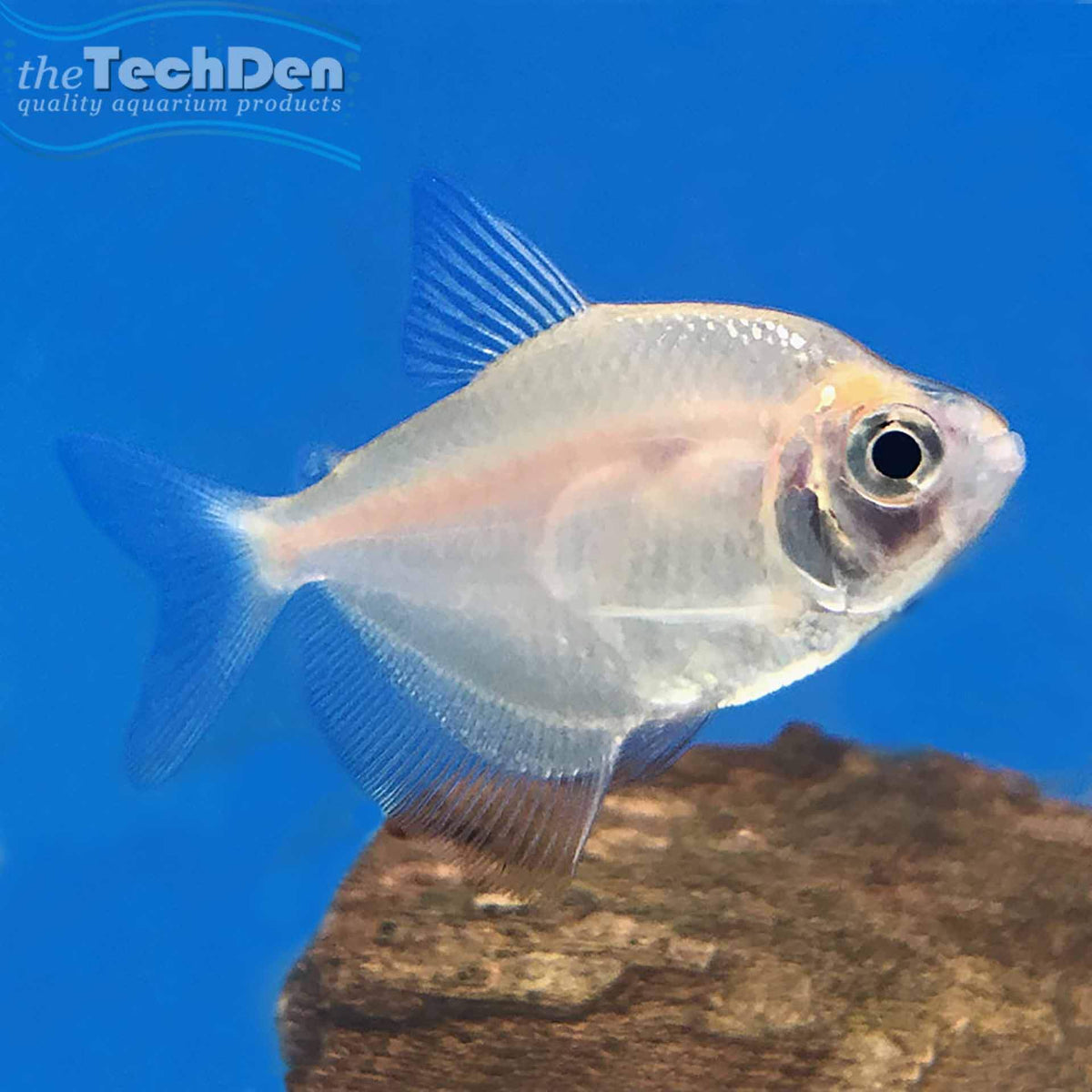Gold Widow Tetra - (No Online Purchases)