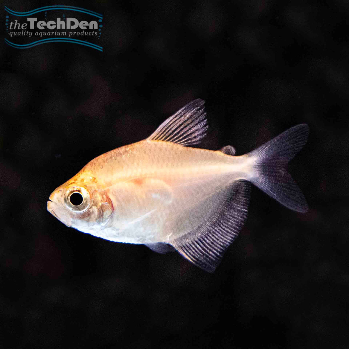 Gold Widow Tetra - (No Online Purchases)