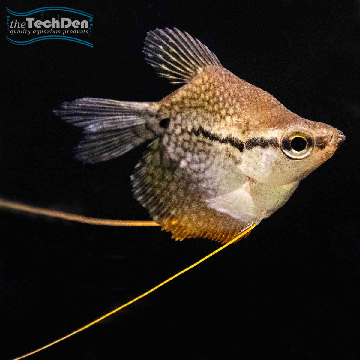 Golden Pearl Balloon Gourami  - (No Online Purchases)