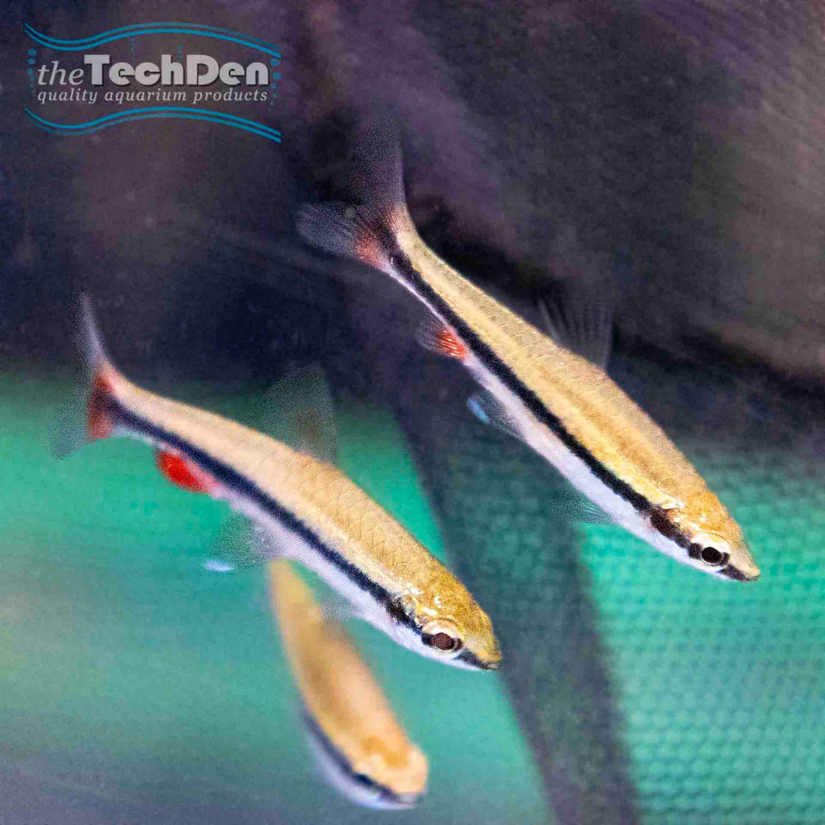 Golden Pencil Fish - (No Online Purchases)