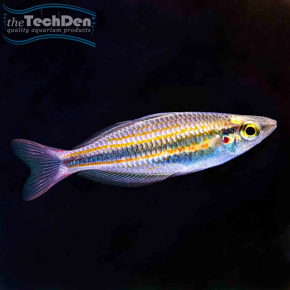 Goyder Rainbow Fish - (No Online Purchases)