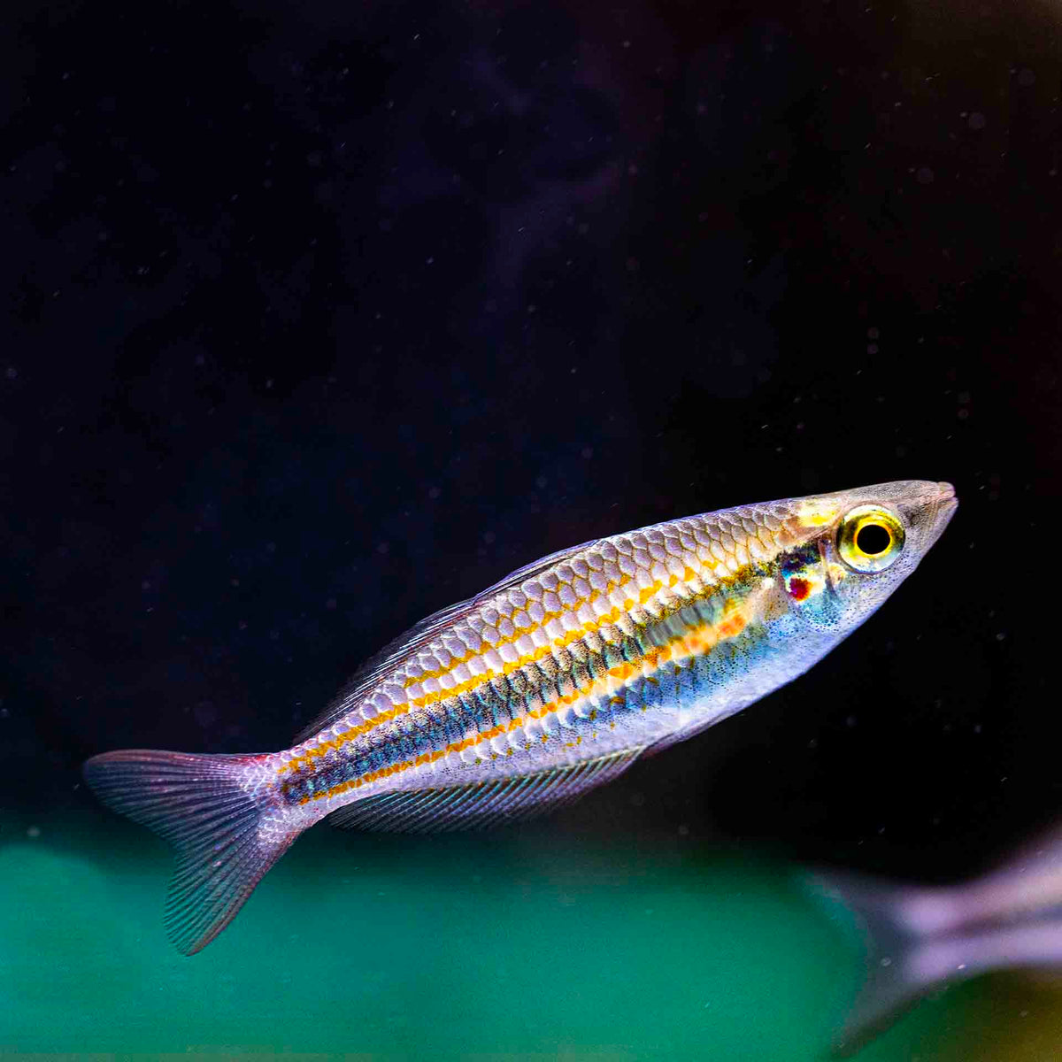 Goyder Rainbow fish - (No Online Purchases)