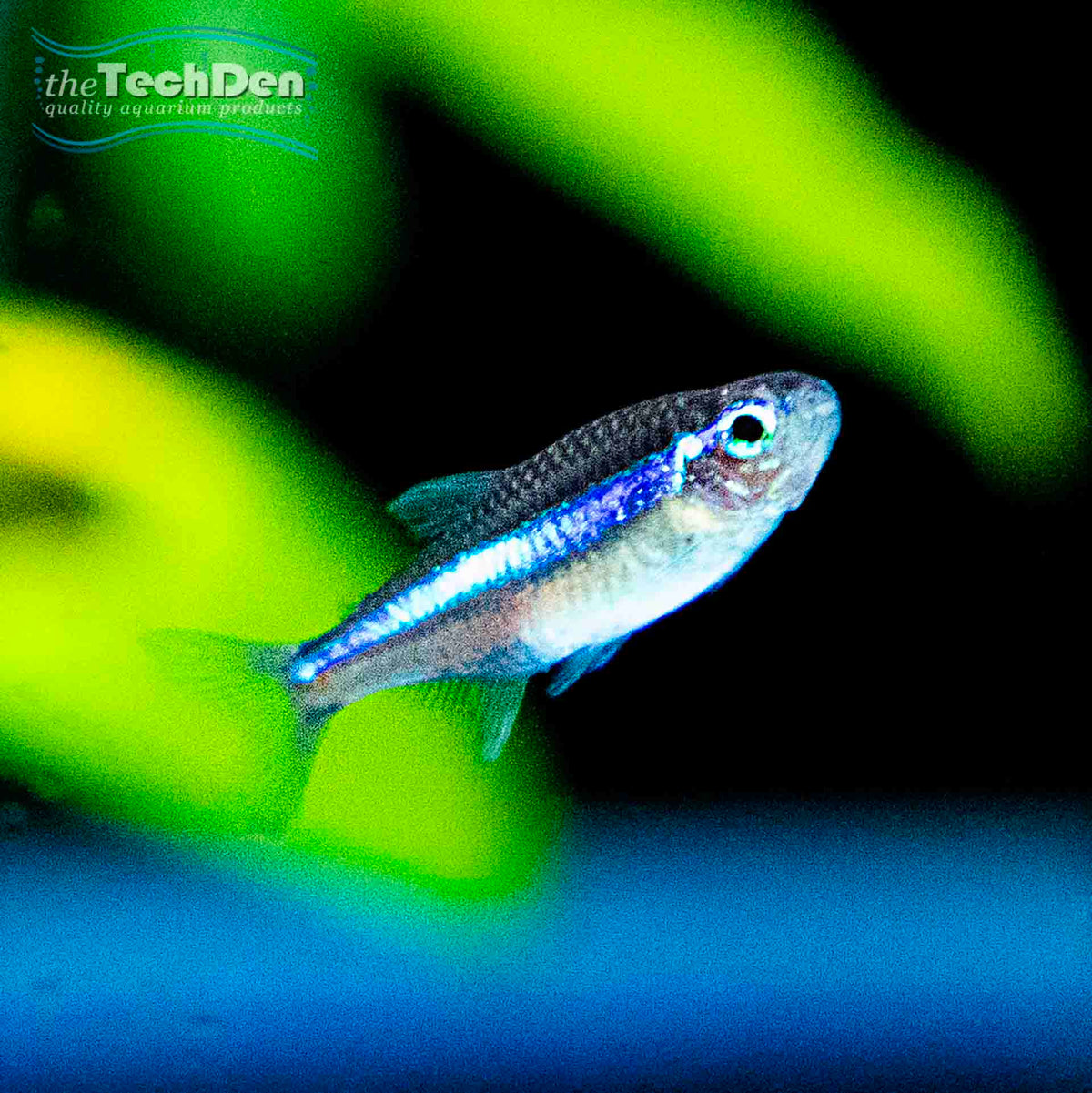 Green Neon Tetra - (No Online Purchases)