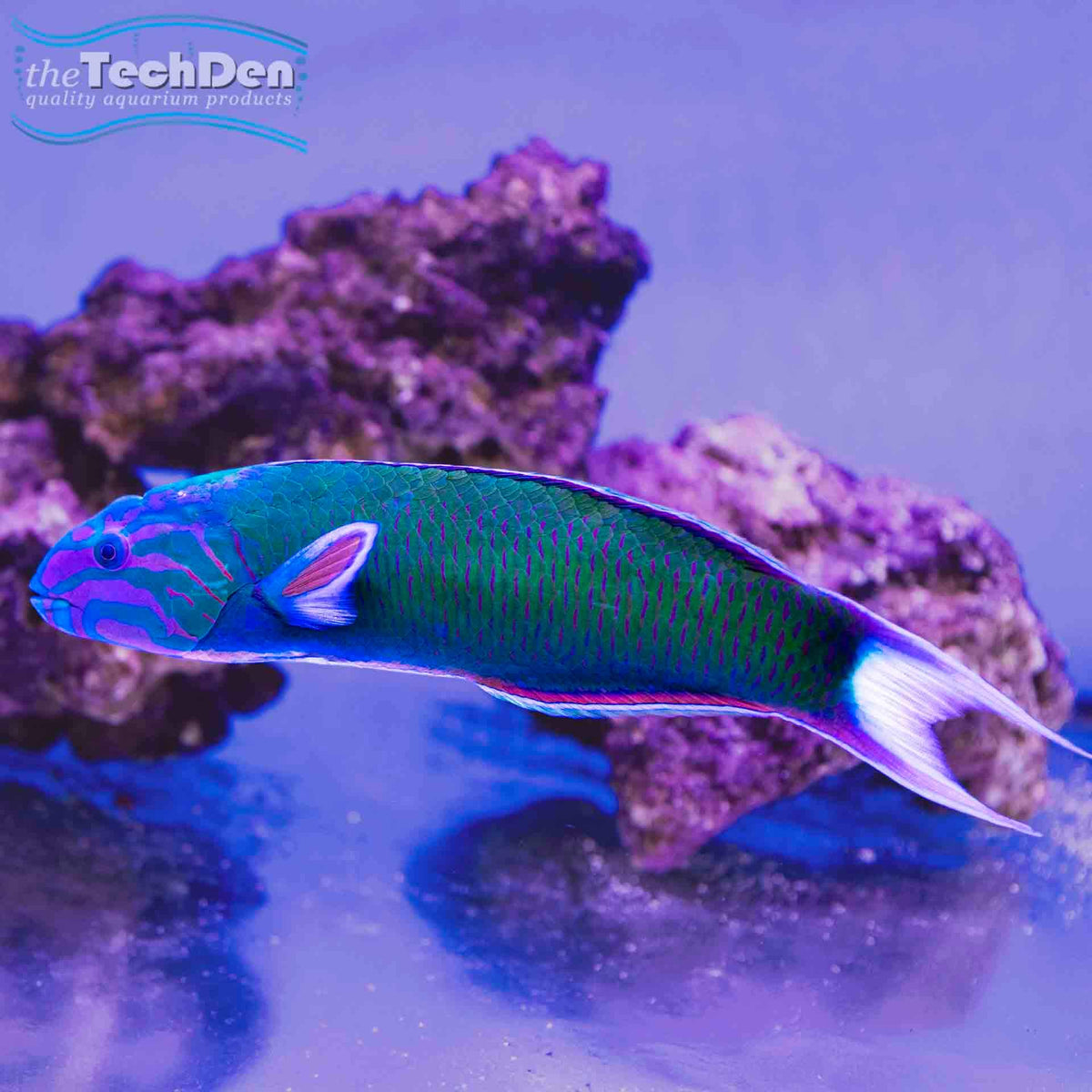 Green Lunar Wrasse - Thalassoma Lunare - (No Online Purchases)