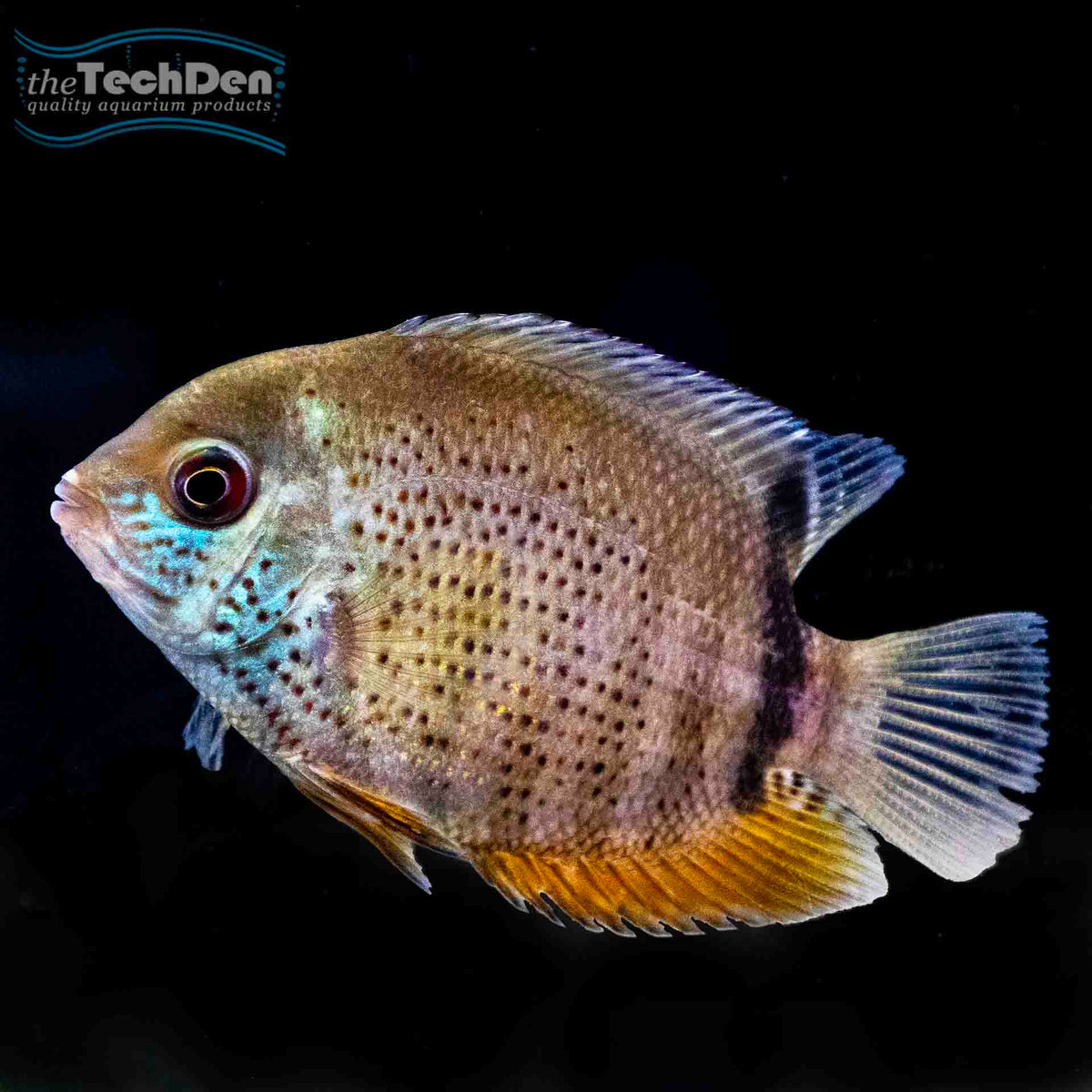 Green Severum - South American Cichlid (No Online Purchases)