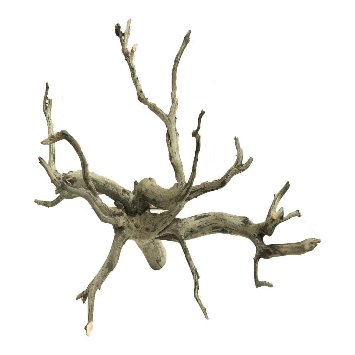 Dalua Haunted Wood Large - In Store Pick Up Only
