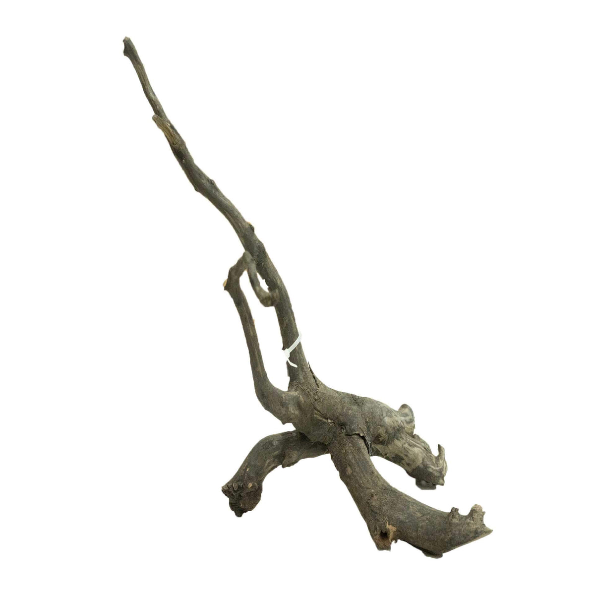 Dalua Haunted Wood Medium - In Store Pick Up Only