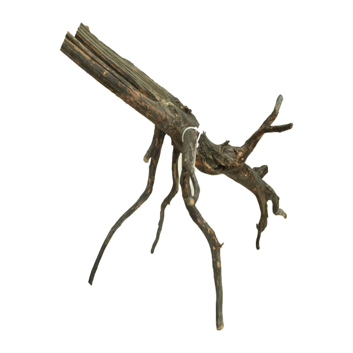 Dalua Haunted Wood Small - In Store Pick Up Only