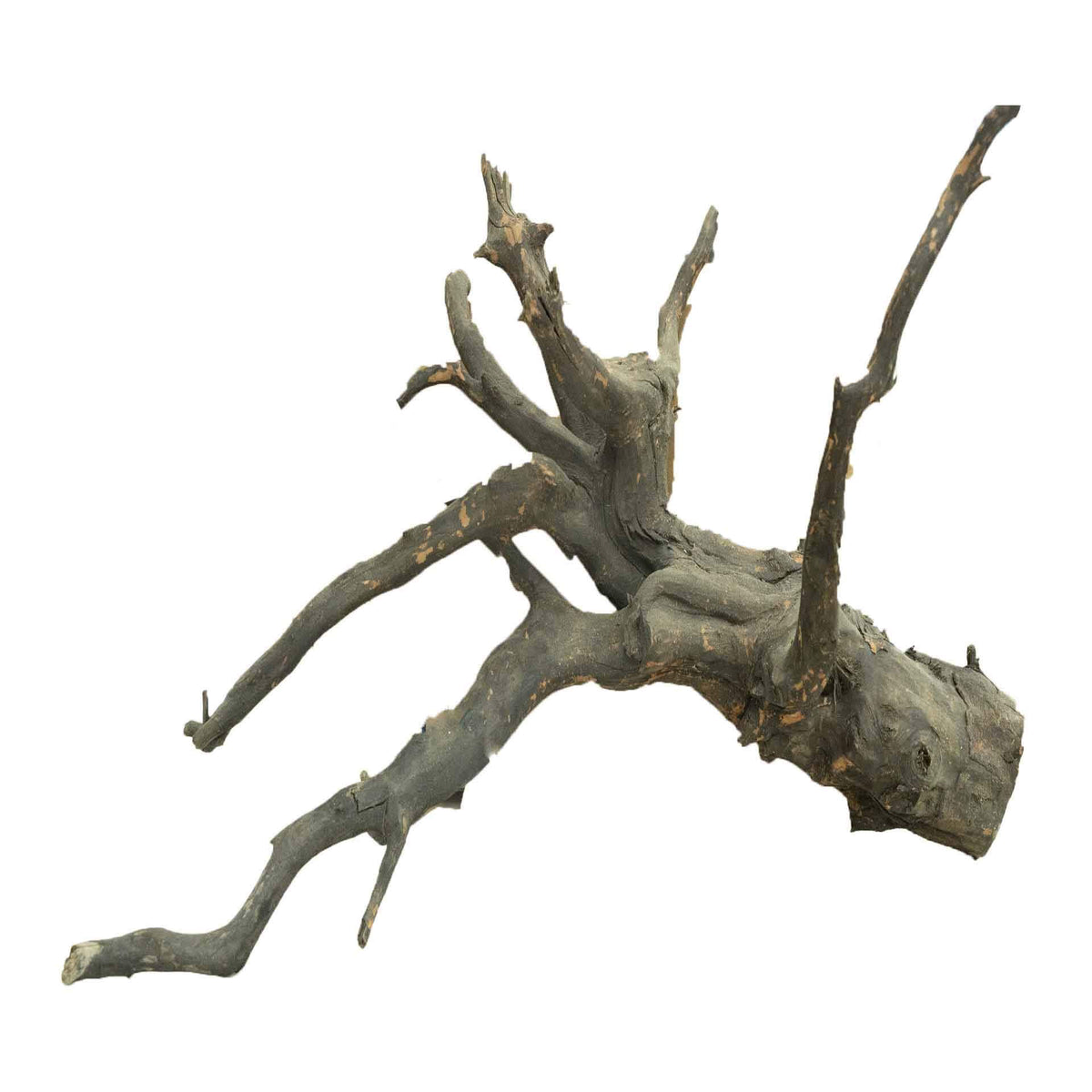 Dalua Haunted Wood XXL - In Store Pick Up Only