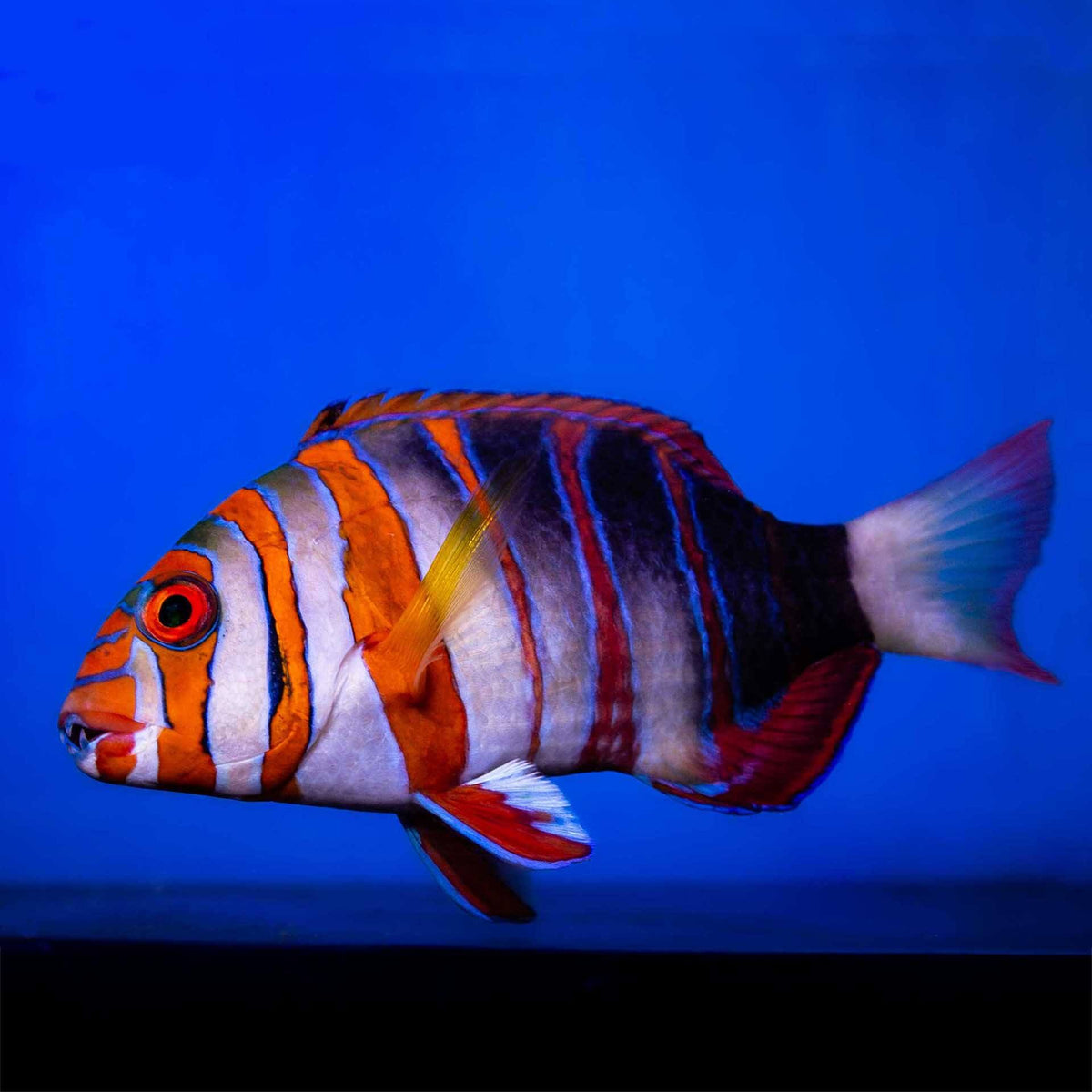 Harlequin Tuskfish - (No Online Purchases)