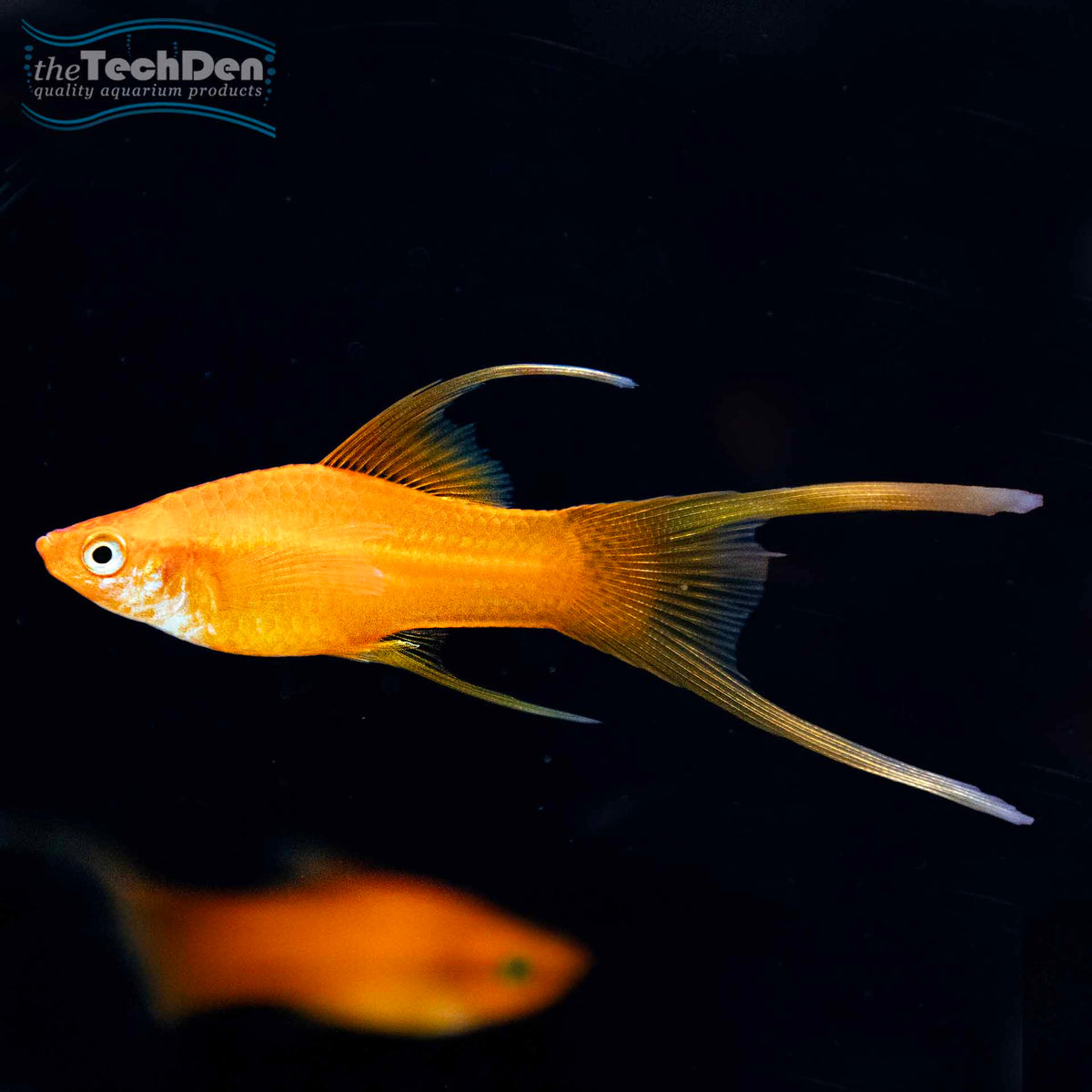 HiFin Lyretail Swordtail - (No Online Purchases)