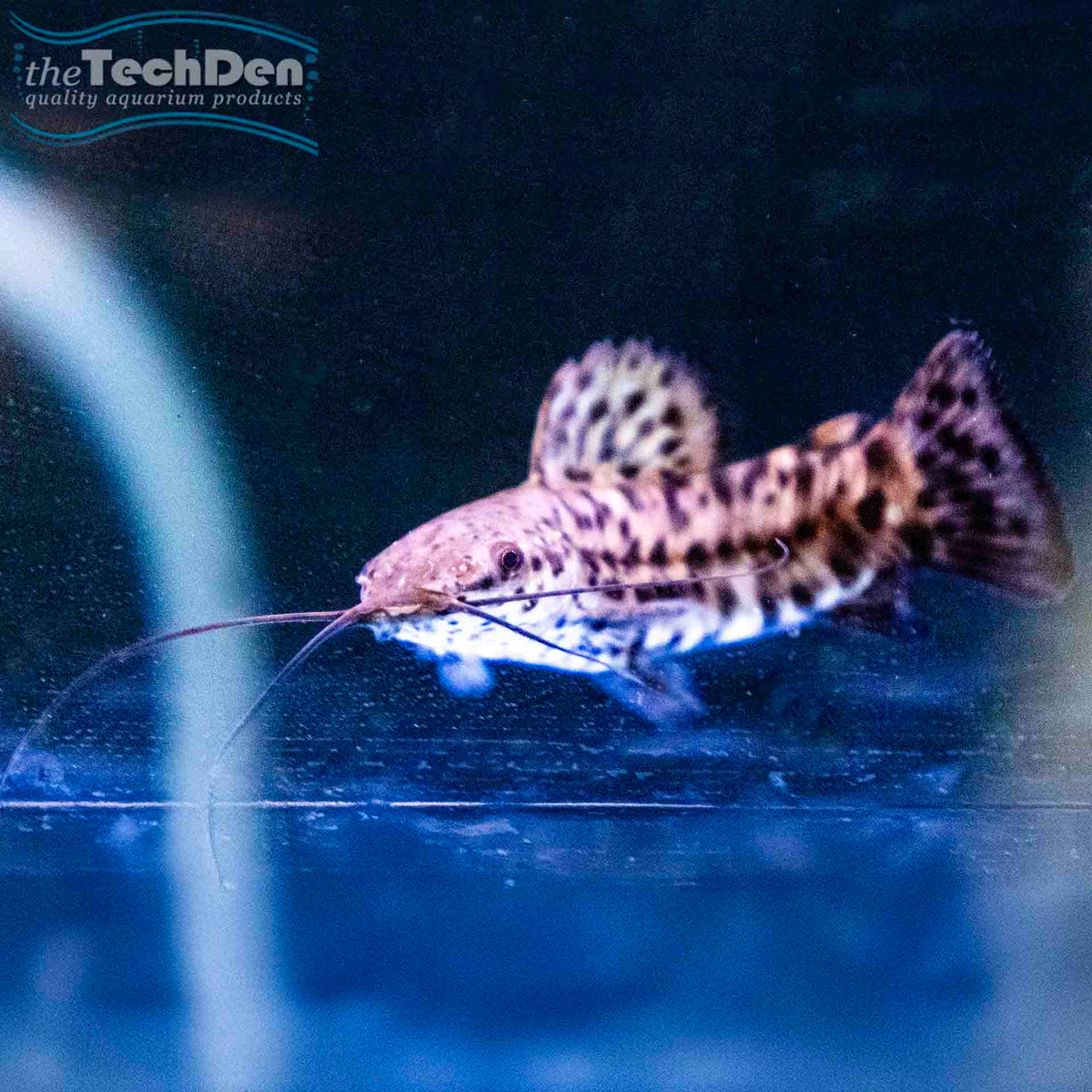 Hoplo Catfish (Megalechis thoracata) - (No Online Purchases)