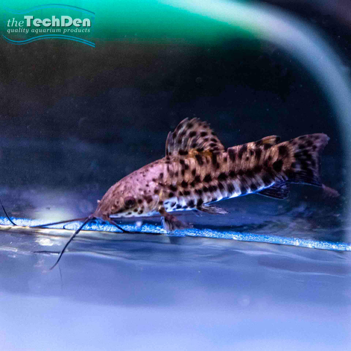 Hoplo Catfish (Megalechis thoracata) - (No Online Purchases)