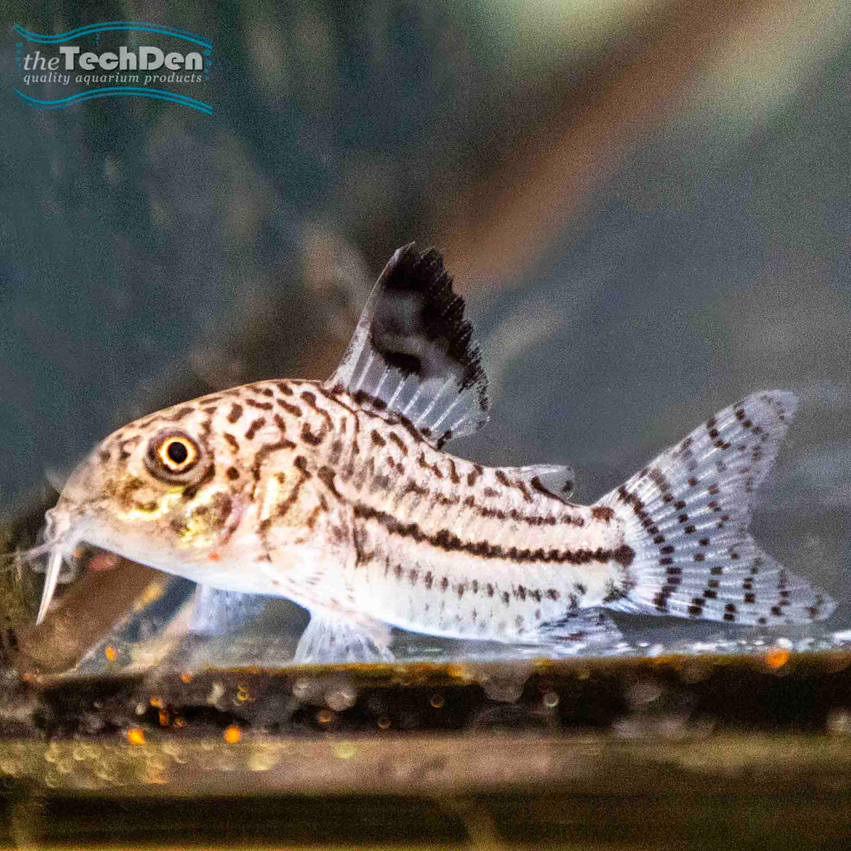 Julii Corydoras Catfish - (No Online Purchases)