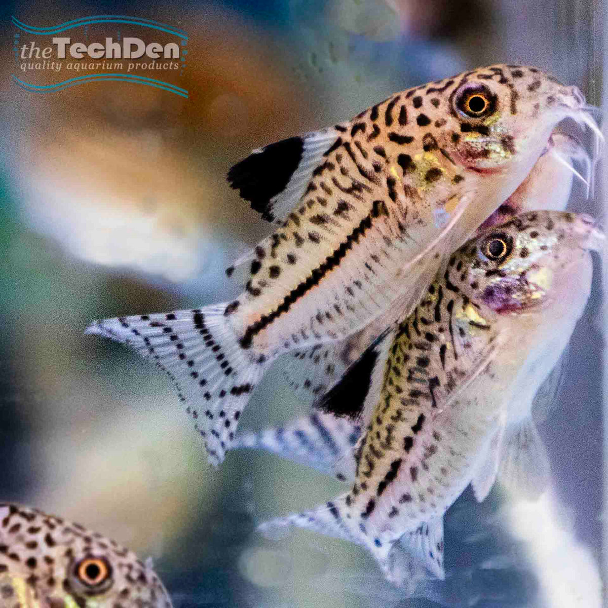Julii Corydoras Catfish - (No Online Purchases)