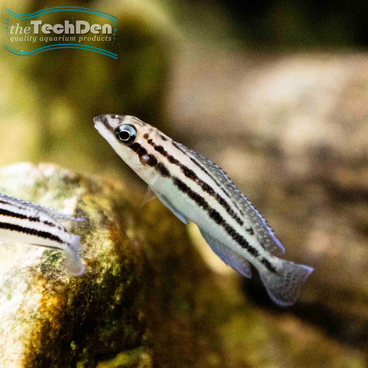 Julidochromis Dickfeldi - (No Online Purchases)