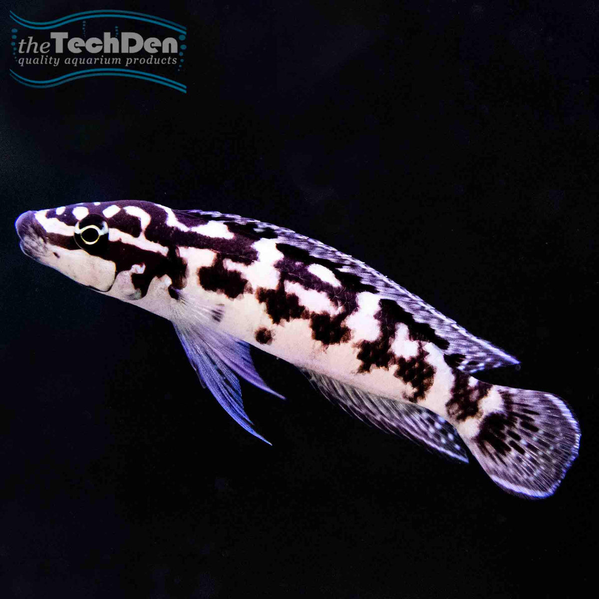 Julidochromis Transcriptus - (No Online Purchases)