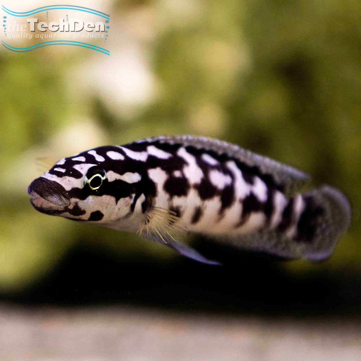 Julidochromis Transcriptus - (No Online Purchases)