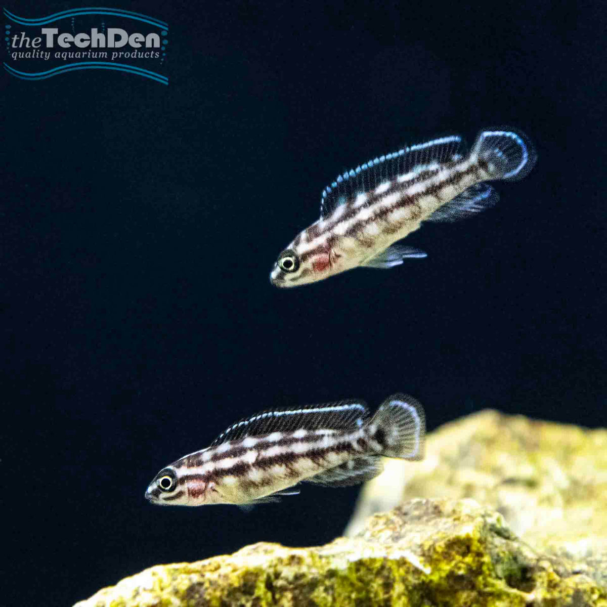 Julidochromis marlieri - (No Online Purchases)