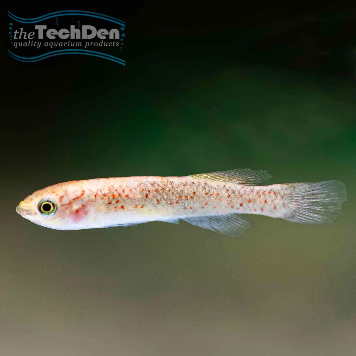 Killifish Gardneri - (No Online Purchases)