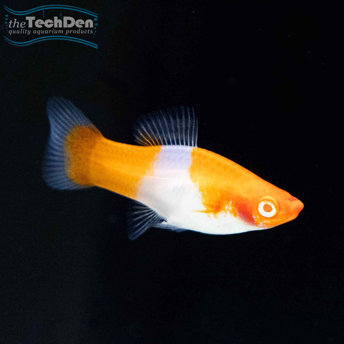 Kohaku Swordtail - (No Online Purchases)