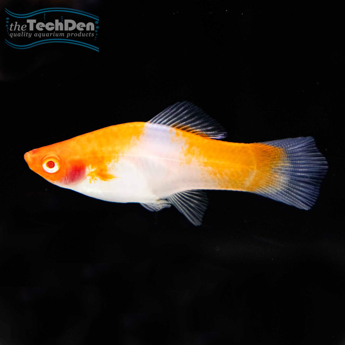 Kohaku Swordtail - (No Online Purchases)