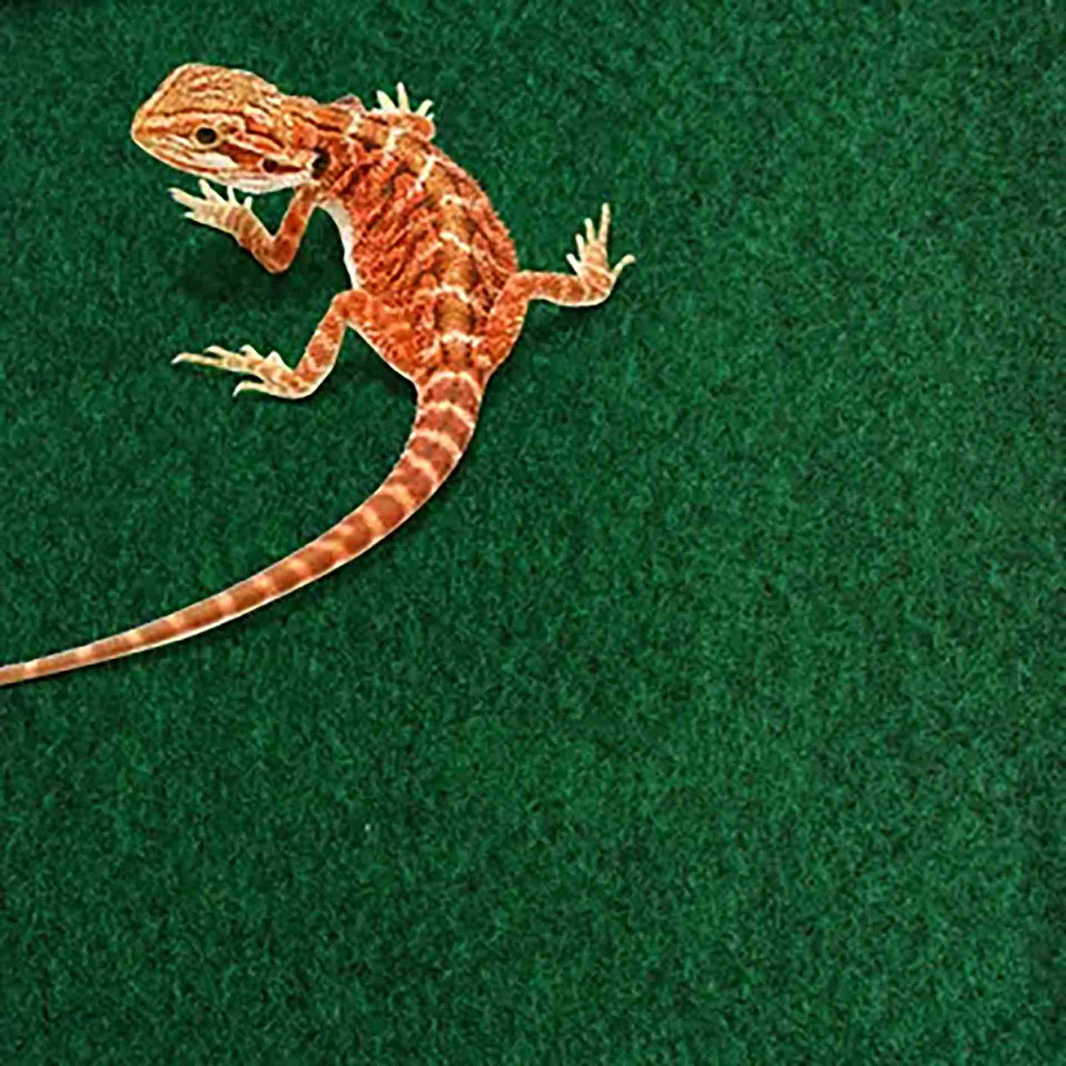 Komodo Reptile Carpet 120 x 60cm