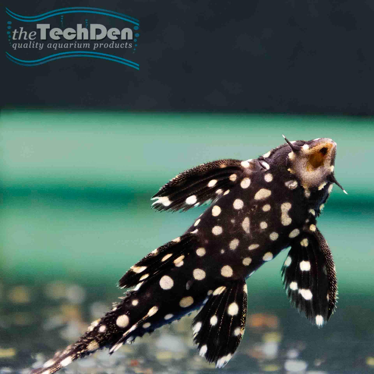 L097 Spotted Cactus Pleco - (No Online Purchases)