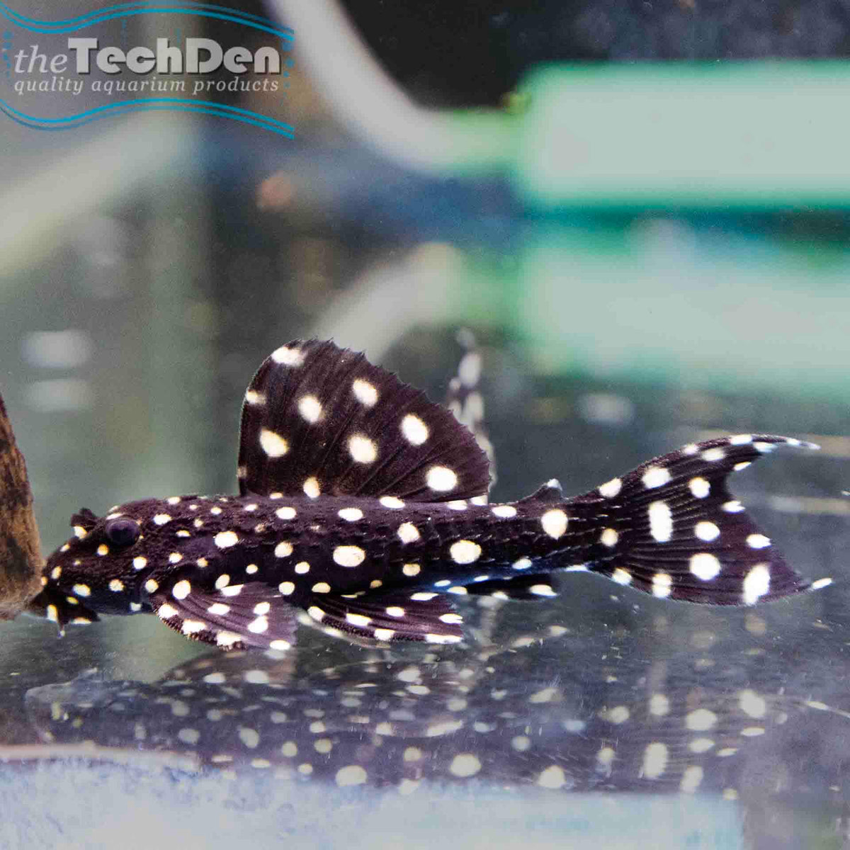 L097 Spotted Cactus Pleco - (No Online Purchases)