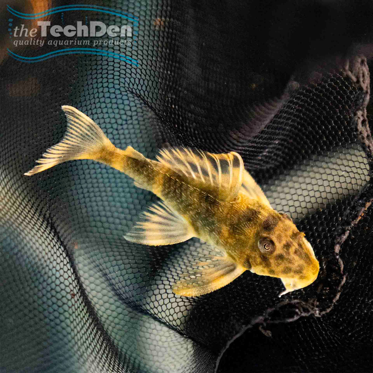 L387 Orange Peckoltia Pleco 4cm (No Online Purchases)